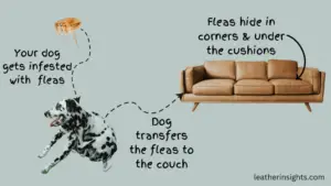 how to get rid of fleas on leather sofa