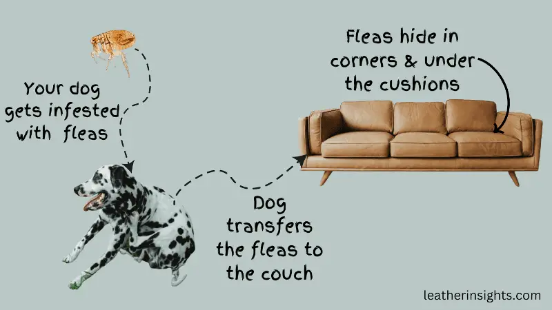 fleas on leather sofa