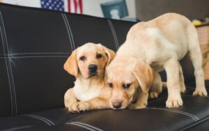 5 Reasons Dogs Lick Leather Couch/Sofa